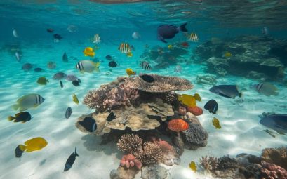 À la découverte des trésors marins de Martinique : snorkeling et faune sous-marine.